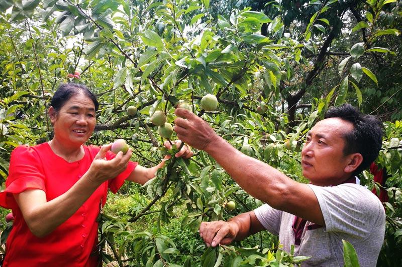 种植养殖致富_致富养殖好项目大全_种养致富经