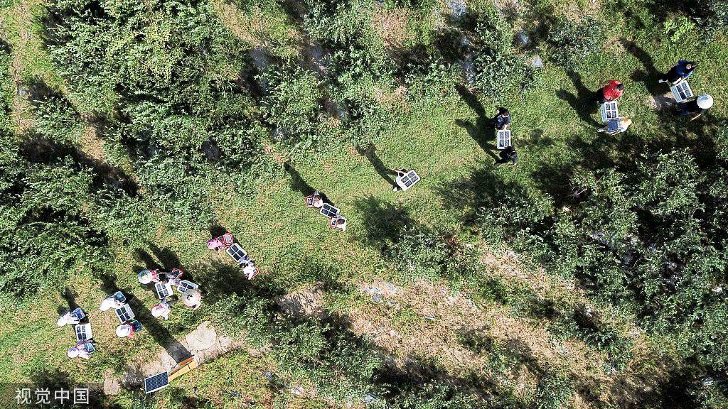 “水果皇后”麻江蓝莓：农文旅融合 扶贫富农家 | 万物之乡