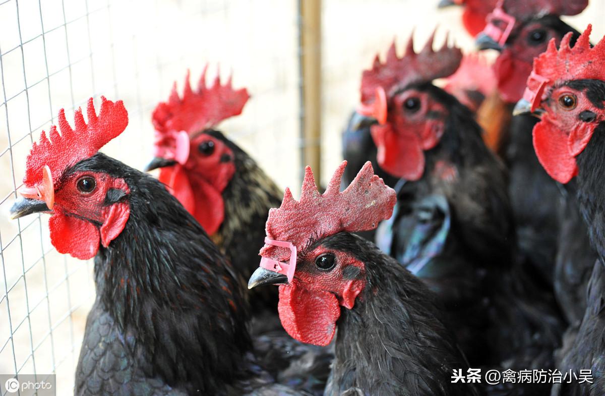 致富南瓜喂鸡可以吗_致富南瓜喂鸡怎么样_致富经南瓜喂鸡