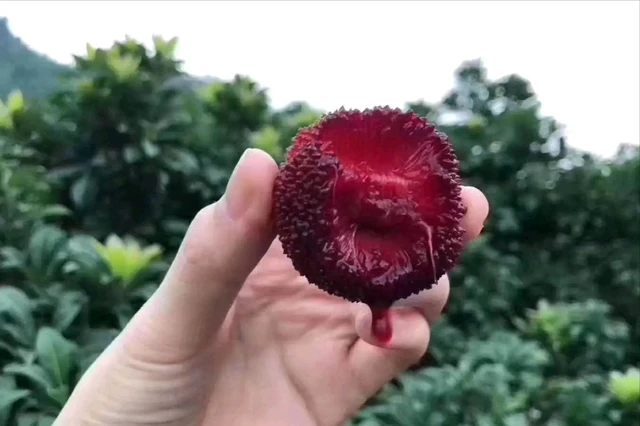 广东种植水果致富_适合广东种植的水果新品种_广东种植什么水果最赚钱