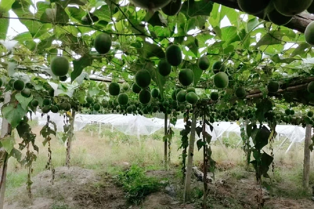适合广东种植的水果新品种_广东种植水果致富_广东种植什么水果最赚钱