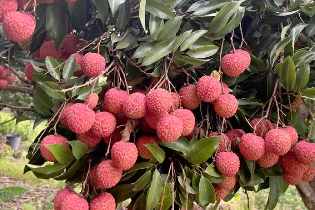 广东种植水果致富_适合广东种植的水果新品种_广东种植什么水果最赚钱