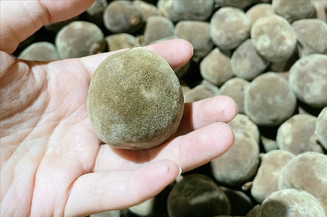 广东种植水果致富_适合广东种植的水果新品种_广东种植什么水果最赚钱