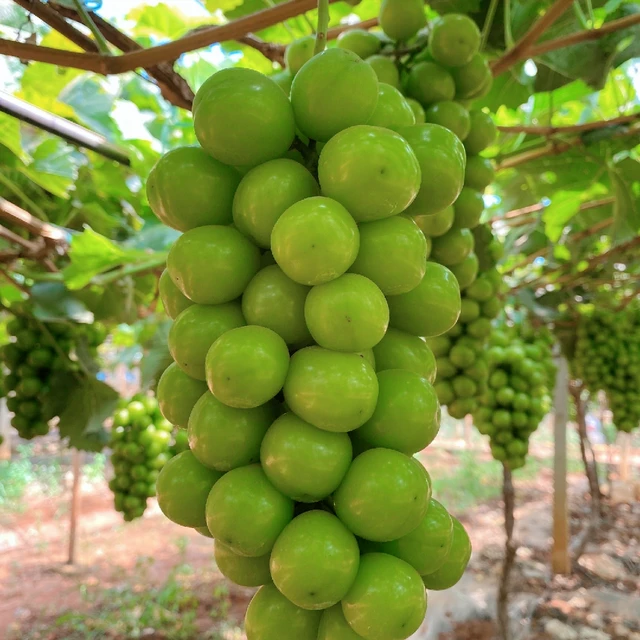 广东种植水果致富_适合广东种植的水果新品种_广东种植什么水果最赚钱