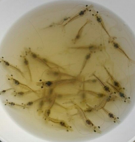 硫酸铜对虾养殖技术_硫酸养殖铜对虾技术要求高吗_硫酸铜对虾苗有害吗