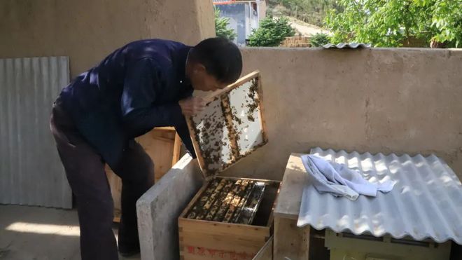 蜜蜂养殖效益_致富经养殖 蜜蜂_蜜蜂致富养殖视频