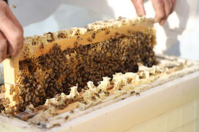 致富经养殖 蜜蜂_蜜蜂养殖效益_蜜蜂致富养殖视频