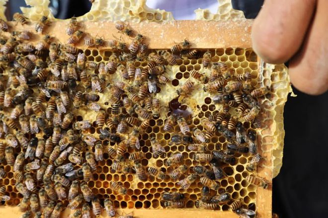 蜜蜂养殖效益_蜜蜂致富养殖视频_致富经养殖 蜜蜂