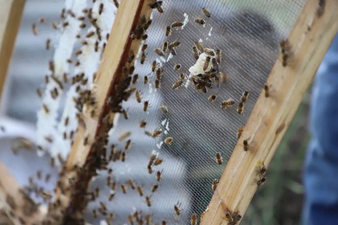 蜜蜂致富养殖视频_致富经养殖 蜜蜂_蜜蜂养殖效益