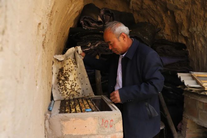 蜜蜂养殖效益_致富经养殖 蜜蜂_蜜蜂致富养殖视频