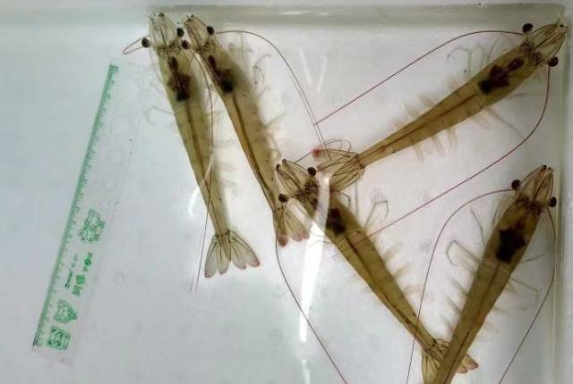 白对虾养殖是骗局吗_白对虾养殖致富_白对虾养殖最新设备