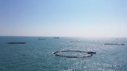 白对虾养殖最新设备_白对虾养殖致富_白对虾养殖是骗局吗