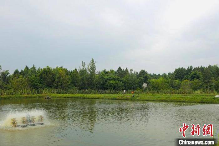 白对虾养殖是骗局吗_白对虾养殖致富_养殖白对虾技术大全