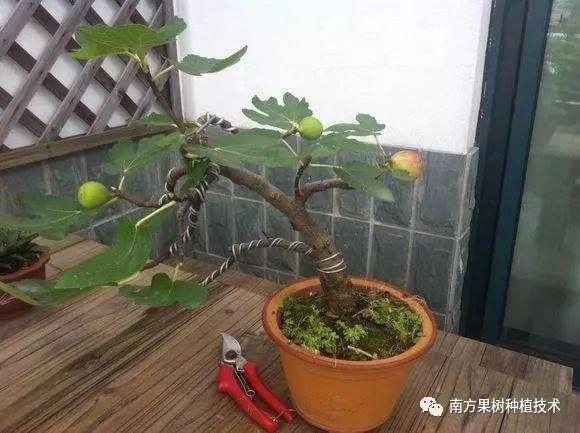 种植无花果技术视频_如何种植无花果树_无花果种植技术