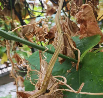 江苏菜瓜种植技术_菜瓜栽培技术_菜瓜种植技术视频