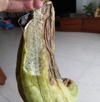 菜瓜栽培技术_菜瓜种植技术视频_江苏菜瓜种植技术