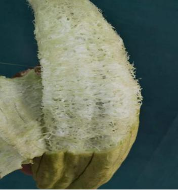 江苏菜瓜种植技术_菜瓜种植技术视频_菜瓜栽培技术
