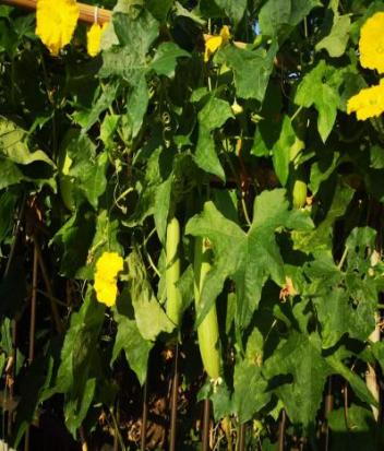 江苏菜瓜种植技术_菜瓜栽培技术_菜瓜种植技术视频