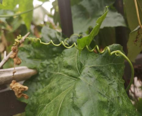 江苏菜瓜种植技术_菜瓜栽培技术_菜瓜种植技术视频