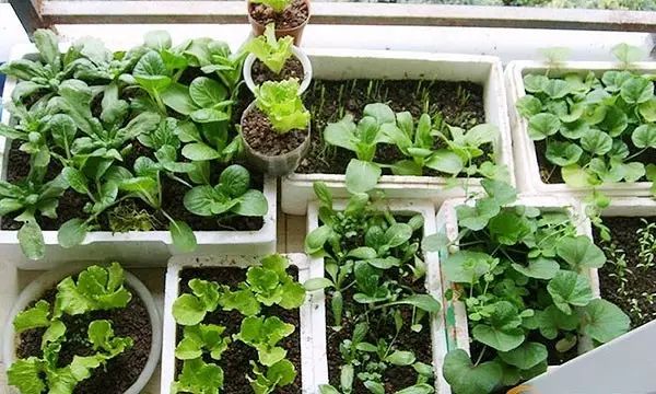 菜瓜栽培技术_江苏菜瓜种植技术_菜瓜栽培技术指导