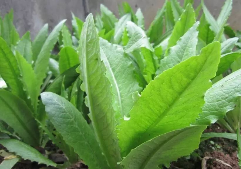菜瓜栽培技术指导_江苏菜瓜种植技术_菜瓜栽培技术