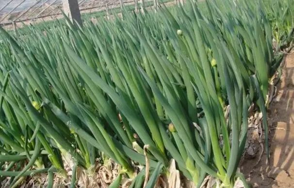 菜瓜栽培技术_菜瓜栽培技术指导_江苏菜瓜种植技术