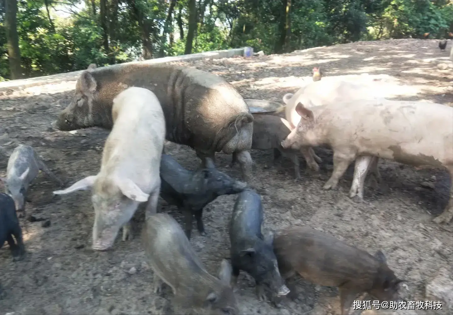 这个散养猪场运用益生菌和中草药技术效果好，土猪肉自产自销稳赚不亏
