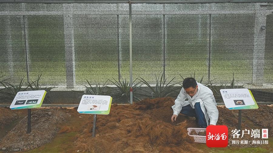 一株蘑菇的生态循环之旅