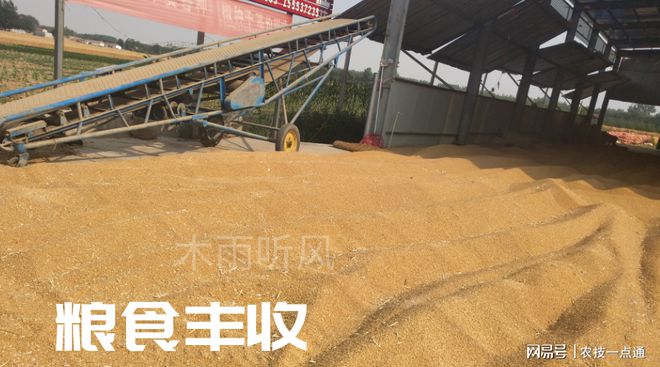 种植粮食致富方法_粮食种植视频_致富粮食种植方法图片