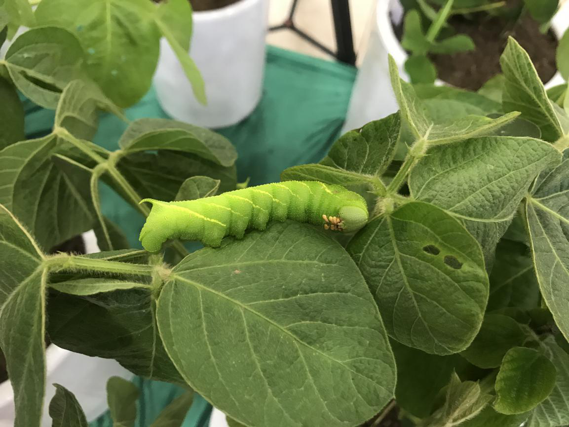 豆虫卵怎么培育_豆虫养殖技术豆青虫卵_豆虫的人工养殖
