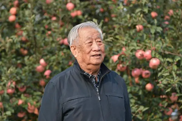 板栗树如何种植的五大技术要点_如何种板栗树_致富经板栗树种植高产技术