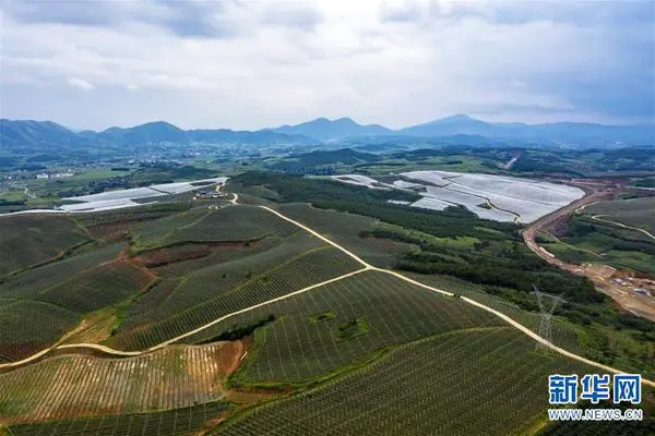 板栗树如何种植的五大技术要点_如何种板栗树_致富经板栗树种植高产技术