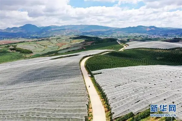 致富经板栗树种植高产技术_如何种板栗树_板栗树如何种植的五大技术要点