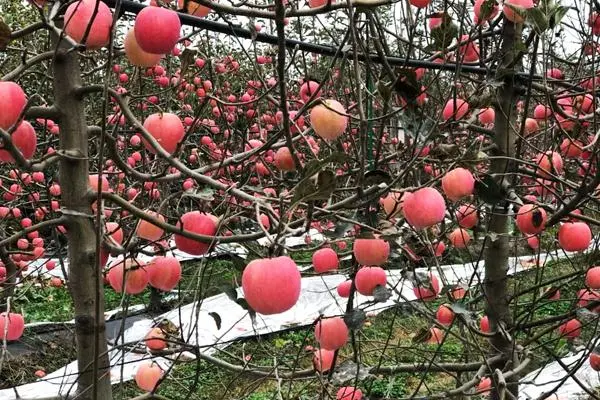 如何种板栗树_致富经板栗树种植高产技术_板栗树如何种植的五大技术要点