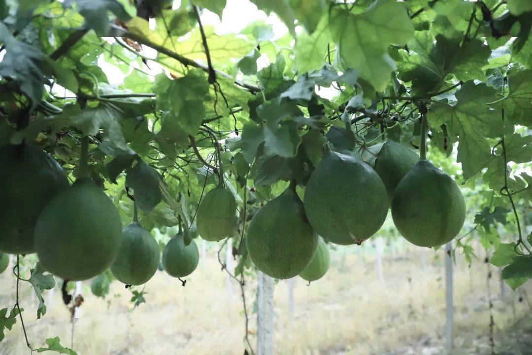 种植吊瓜子前景怎么样_吊瓜子种植致富_致富吊瓜子种植技术视频