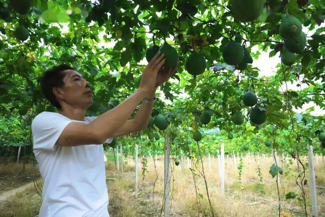 吊瓜子种植致富_种植吊瓜子前景怎么样_致富吊瓜子种植技术视频