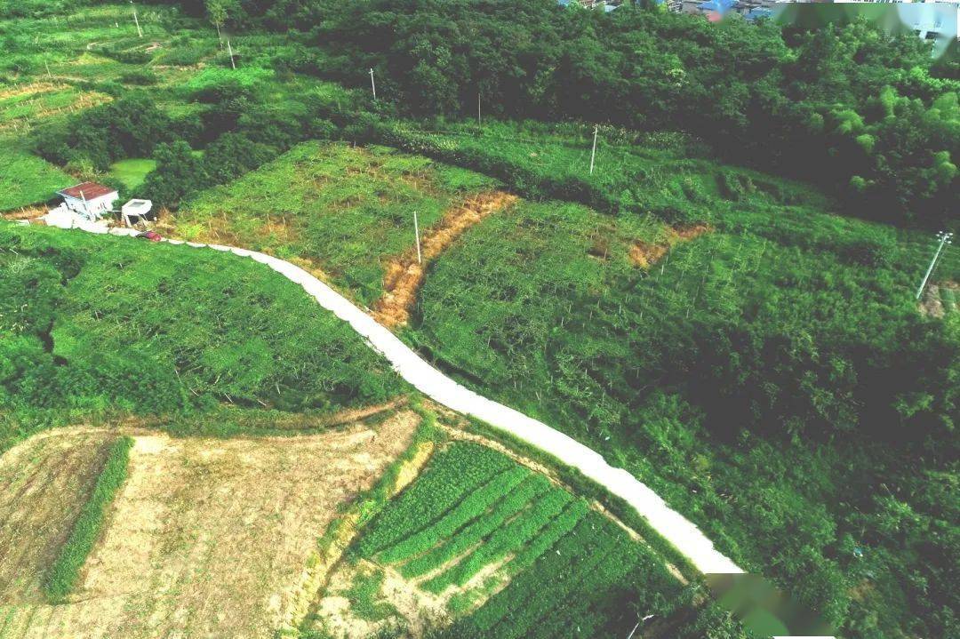 吊瓜子种植致富_致富吊瓜子种植技术视频_种植吊瓜子前景怎么样
