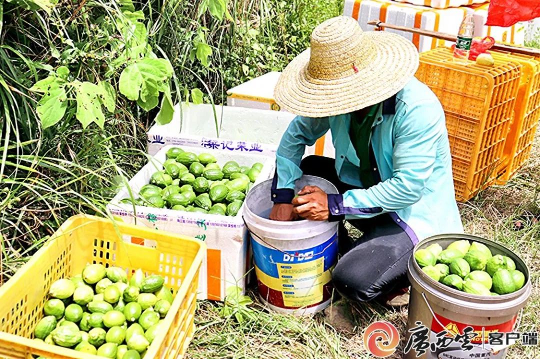 致富柠檬种植方法_致富柠檬种植视频_柠檬种植致富