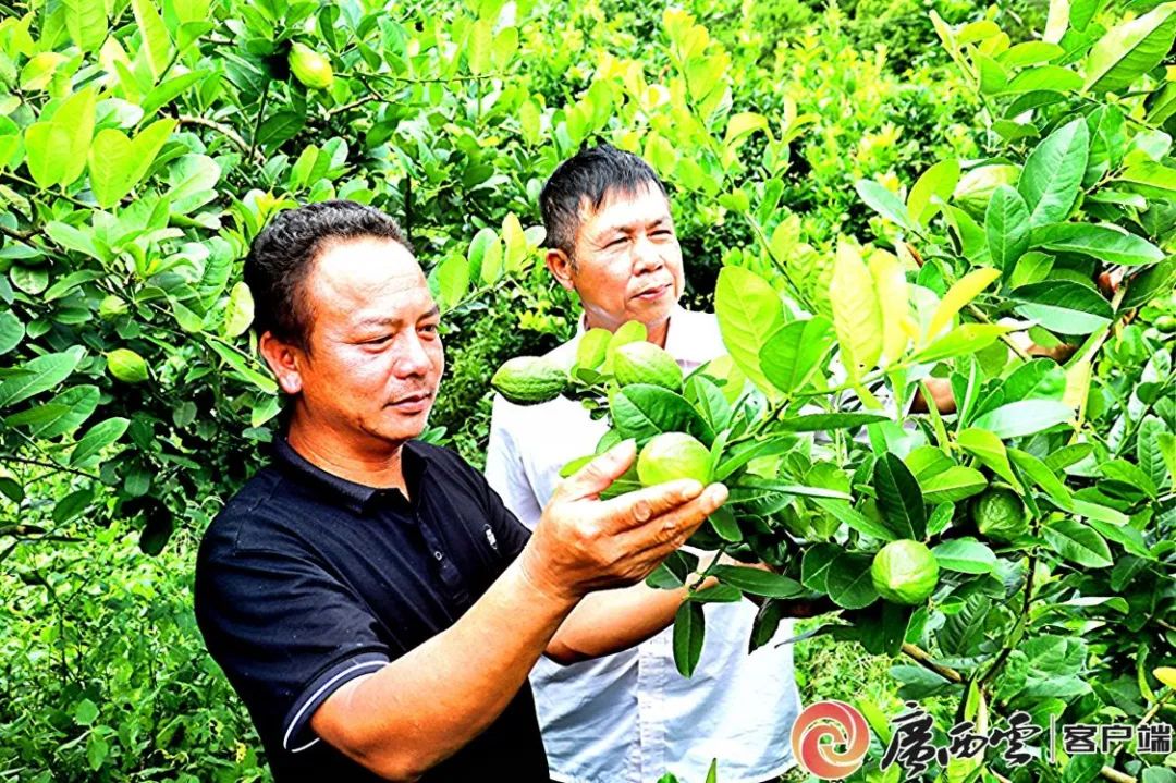 致富柠檬种植视频_柠檬种植致富_致富柠檬种植方法