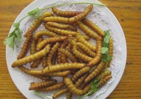 豆虫卵怎么培育_豆虫养殖技术豆青虫卵_豆虫养殖过程