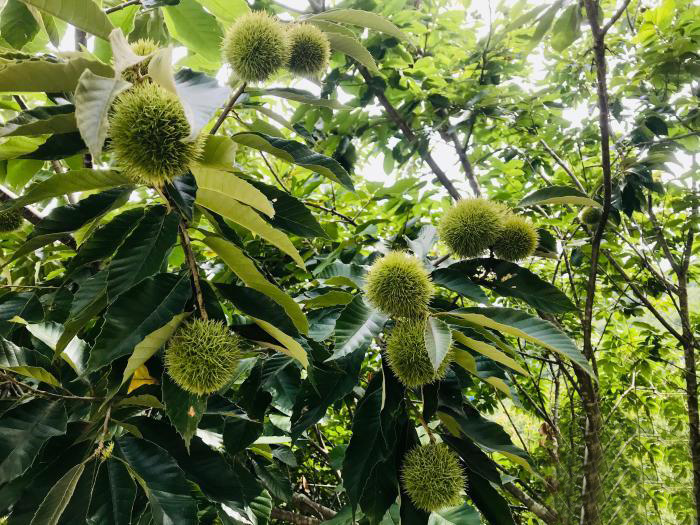 板栗树种植技术视频_致富经板栗树种植高产技术_板栗树如何种植的五大技术要点