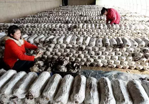 蘑菇养殖技术视频教程_蘑菇养殖技术和配方_养殖蘑菇技术