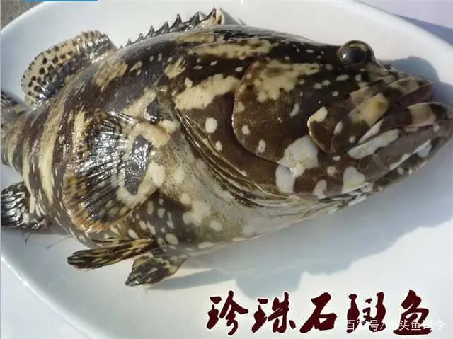 常见的石斑鱼，哪些廉价哪些昂贵？这价格你想象不到的低！