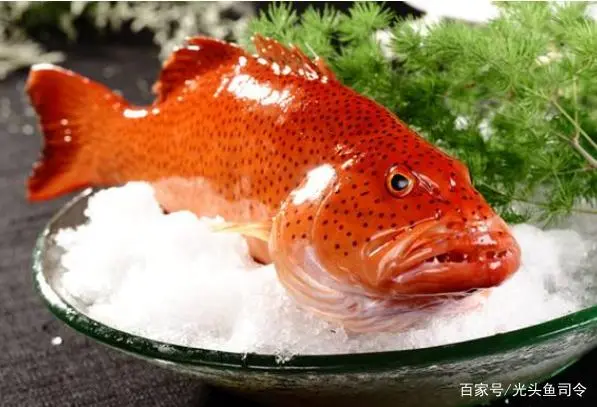 水产养殖石斑鱼_养殖石斑鱼赚钱吗_致富经养石斑鱼多久上市
