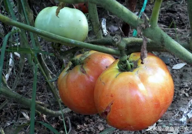 西红柿栽培种植技术_栽培西红柿种植技术视频_西红柿栽培技术要点