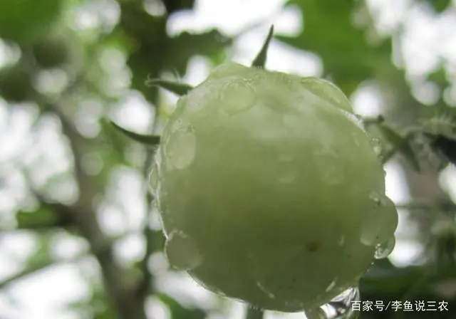 西红柿栽培种植技术_栽培西红柿种植技术视频_西红柿栽培技术要点