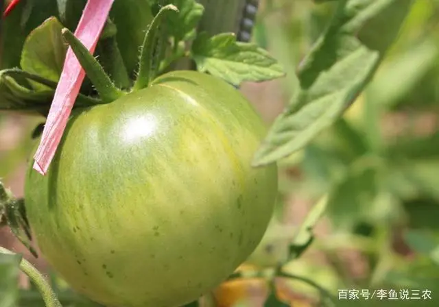 西红柿栽培技术要点_栽培西红柿种植技术视频_西红柿栽培种植技术