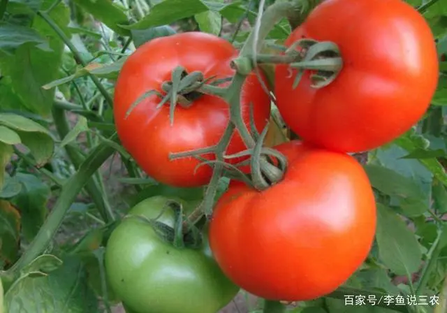 栽培西红柿种植技术视频_西红柿栽培技术要点_西红柿栽培种植技术