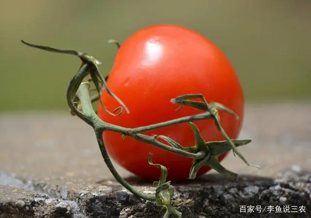 西红柿栽培种植技术_西红柿栽培技术要点_栽培西红柿种植技术视频