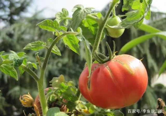 西红柿栽培种植技术_西红柿栽培技术要点_栽培西红柿种植技术视频